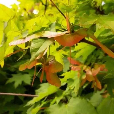 Клен ложноплатановый в Москве