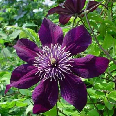 Клематис ПАНТЕР — описание сорта Клематис ПАНТЕР в Москве