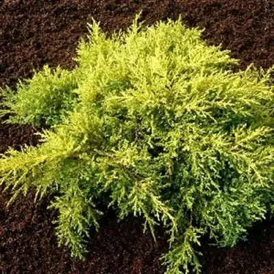 Можжевельник МОРДИГАН ГОЛД средний — описание сорта Можжевельник МОРДИГАН ГОЛД средний в Москве