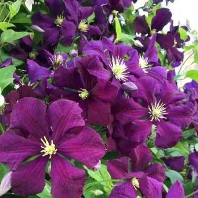 Клематис ПАНТЕР — описание сорта Клематис ПАНТЕР в Москве