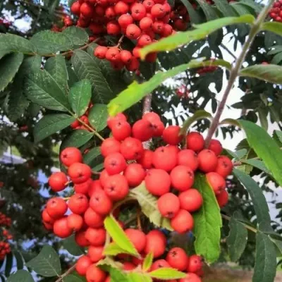 Рябина НЕВЕЖИНСКАЯ сладкоплодная — описание сорта Рябина НЕВЕЖИНСКАЯ сладкоплодная в Москве