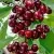 Черешня ХЕЛЕНА колоновидная в Москве