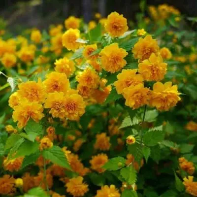 Керрия японская ПЛЕНИФЛОРА — описание сорта Керрия японская ПЛЕНИФЛОРА в Москве