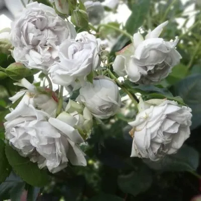 Саженцы роз ГРИЗЕЛИС шраб — описание сорта Саженцы роз ГРИЗЕЛИС шраб в Москве