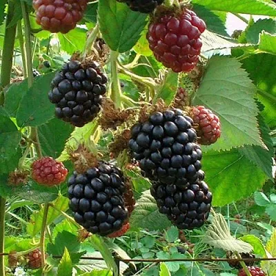 Ежевика ЧЕСТЕР бесшипная  Ежевика ЧЕСТЕР бесшипная в Москве