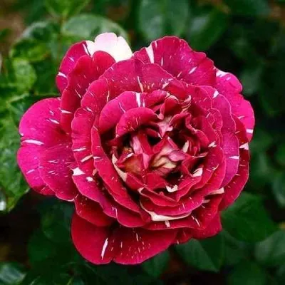 Саженцы роз ПЕСТРАЯ ФАНТАЗИЯ чайно-гибридная в Москве