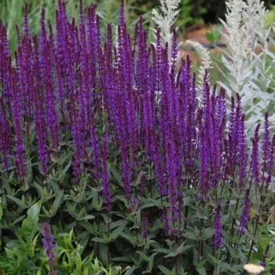 Шалфей КАРАДОНА в Москве