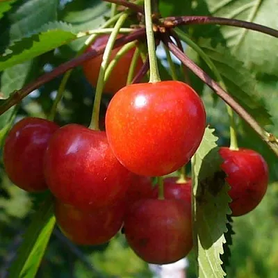 Черешня ФАТЕЖ  Черешня ФАТЕЖ в Москве