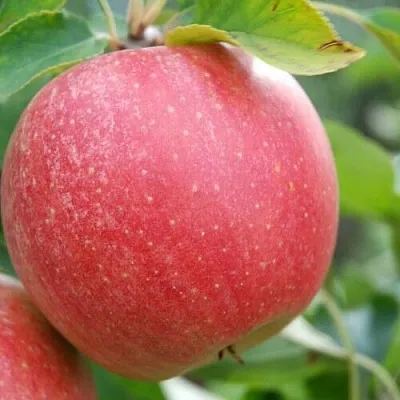 Яблоня ЧЕМПИОН  Яблоня ЧЕМПИОН в Москве
