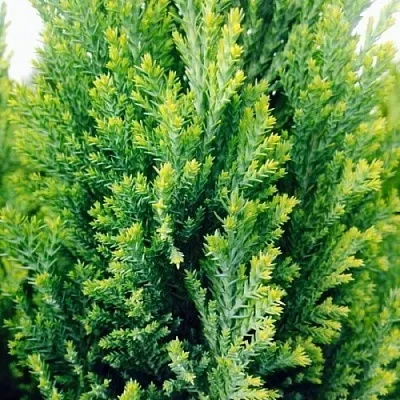 Кипарисовик  Кипарисовик в Москве