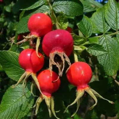 Шиповник ВИТАМИННЫЙ ВНИВИ — описание сорта Шиповник ВИТАМИННЫЙ ВНИВИ в Москве