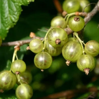 Смородина зеленоплодная ГАЛИЦКИЙ БУРШТЫН — описание сорта Смородина зеленоплодная ГАЛИЦКИЙ БУРШТЫН в Москве