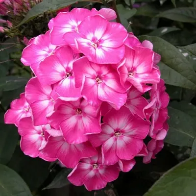 Флокс ЕВГЕНИЯ метельчатый  Флокс ЕВГЕНИЯ метельчатый в Москве