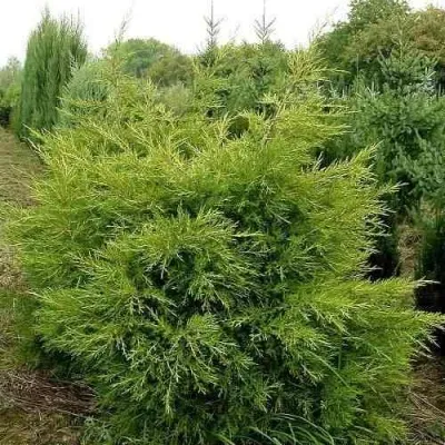 Можжевельник КУРИВАО ГОЛД китайский — описание сорта Можжевельник КУРИВАО ГОЛД китайский в Москве