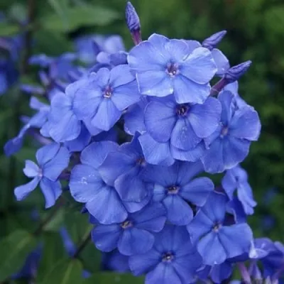 саженцы флокса саженцы флокса