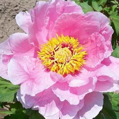 Пион МАРАМАЦУ-ЗАКУРА древовидный  Пион МАРАМАЦУ-ЗАКУРА древовидный в Москве