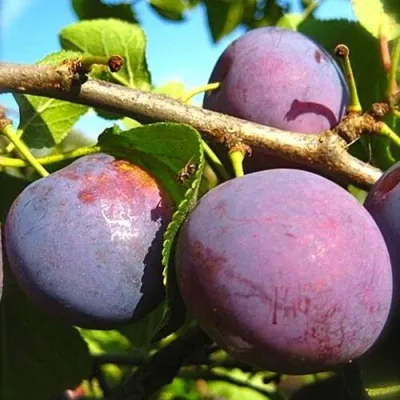 Слива СТАРТОВАЯ в Москве