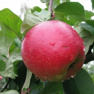 Яблоня КРАСА СВЕРДЛОВСКА в Москве