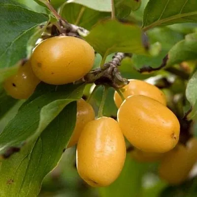 Кизил ЯНТАРНЫЙ  Кизил ЯНТАРНЫЙ в Москве