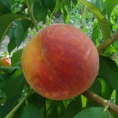 Персик ВАЙН ГОЛД Т3 — описание сорта Персик ВАЙН ГОЛД Т3 в Москве