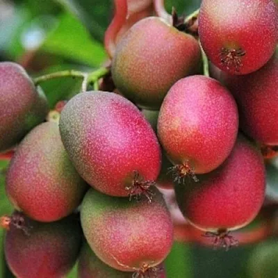 Актинидия ВЕЙКИ аргута в Москве