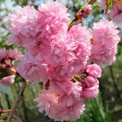 Сакура КИКУ ШИДАРЕ — описание сорта Сакура КИКУ ШИДАРЕ в Москве