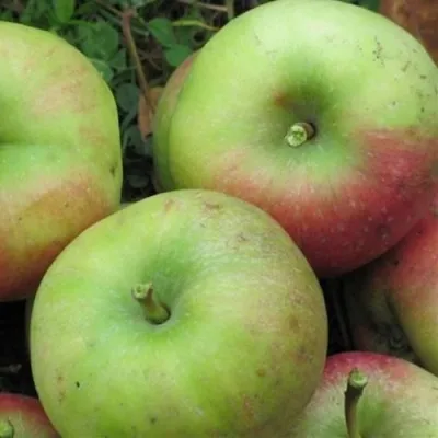 Яблоня ПАМЯТЬ СИКОРЫ в Москве