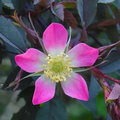 Саженцы роз сизая — описание сорта Саженцы роз сизая в Москве