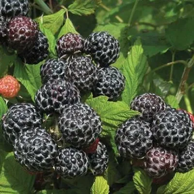 Малина БРИСТОЛЬ — описание сорта Малина БРИСТОЛЬ в Москве