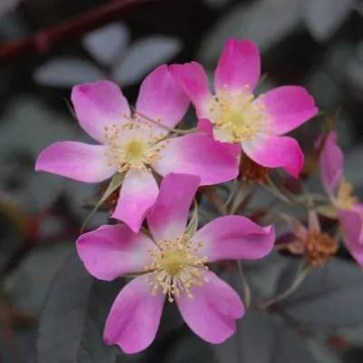 Саженцы роз сизая — описание сорта Саженцы роз сизая в Москве