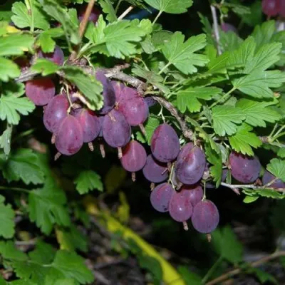 Крыжовник ГРУШЕНЬКА — описание сорта Крыжовник ГРУШЕНЬКА в Москве