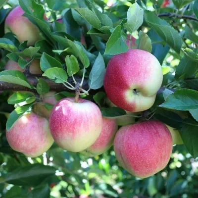 Яблоня ГРУШОВКА МОСКОВСКАЯ в Москве