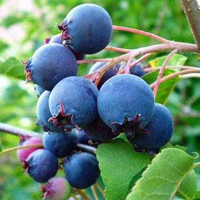 Ирга ПЕМБИНА  Ирга ПЕМБИНА в Москве