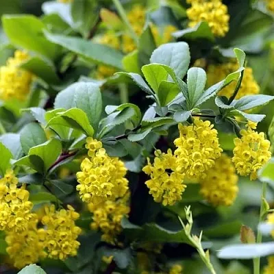 Барбарис корейский  Барбарис корейский в Москве