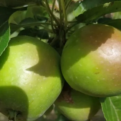 Яблоня ПАМЯТЬ СИКОРЫ в Москве