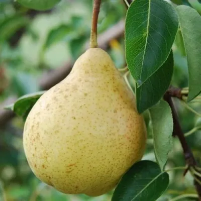 Груша МОСКВИЧКА колонновидная — описание сорта Груша МОСКВИЧКА колонновидная в Москве