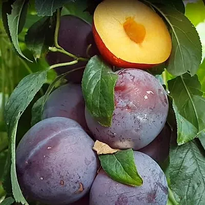 НЕКТАПРИУМ  НЕКТАПРИУМ в Москве