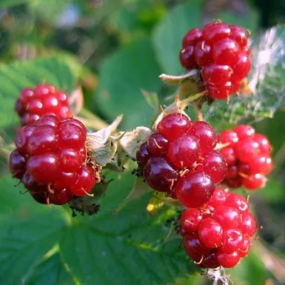 Княженика АСТРА  Княженика АСТРА в Москве