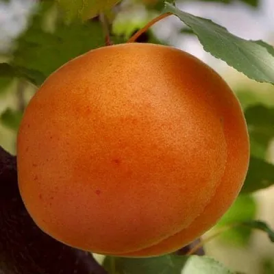 Абрикос ОЛИМП в Москве