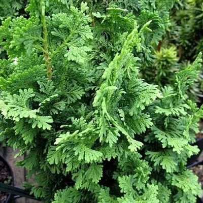 Туя ЗМАТЛИК западная — описание сорта Туя ЗМАТЛИК западная в Москве