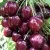 Черешня СИЛЬВИЯ колоновидная в Москве