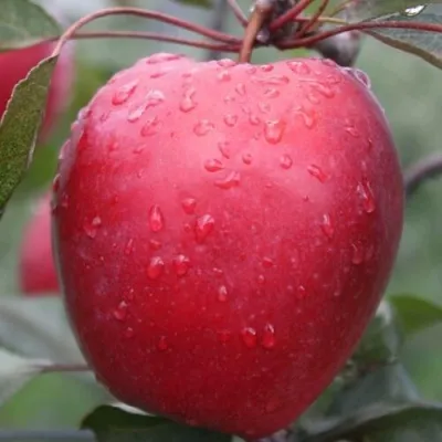 Яблоня СИРЕНА декоративная — описание сорта Яблоня СИРЕНА декоративная в Москве