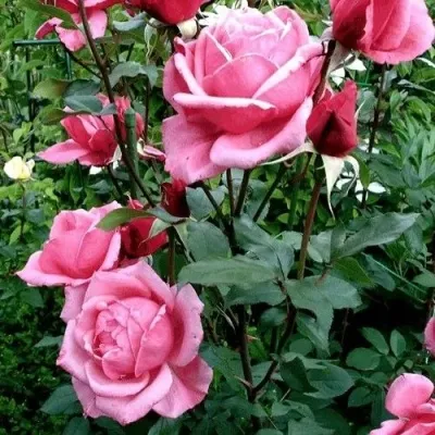 Саженцы роз ЭЙФЕЛЕВА БАШНЯ чайно-гибридная в Москве