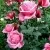 Саженцы роз ЭЙФЕЛЕВА БАШНЯ чайно-гибридная в Москве