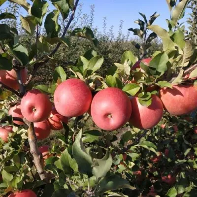 Яблоня ЧЕМПИОН РЕНО — описание сорта Яблоня ЧЕМПИОН РЕНО в Москве