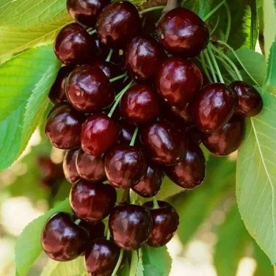 Дюк НОЧКА — описание сорта Дюк НОЧКА в Москве