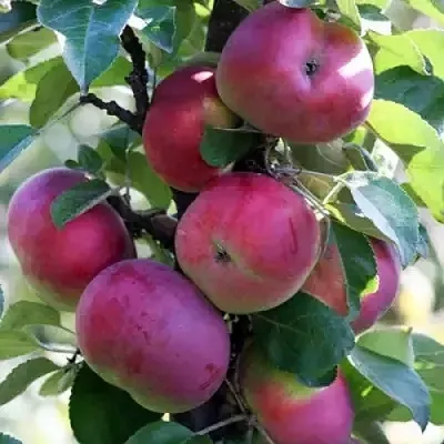 Яблоня ЕСЕНИЯ колонновидная — описание сорта Яблоня ЕСЕНИЯ колонновидная в Москве