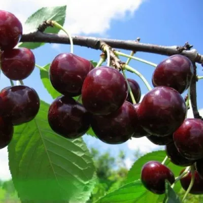 Дюк ЧУДО-ВИШНЯ — описание сорта Дюк ЧУДО-ВИШНЯ в Москве