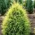 Можжевельник ГОЛД КОН обыкновенный в Москве