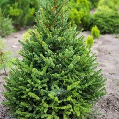 Ель КОМПАКТА обыкновенная в Москве